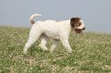 LAGOTTO 098